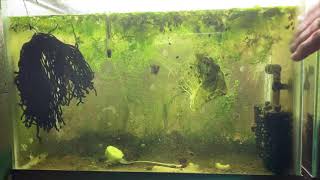 Scuds Daphnia Cherry Shrimp Copepods My aquatic food culture [upl. by Kcirrek]