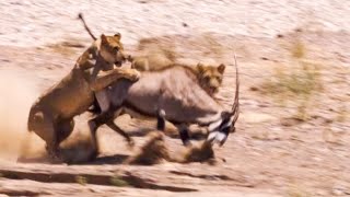 Two Lions Take on Oryx  Natural World Desert Lions  BBC Earth [upl. by Oster]