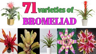 71 Bromeliad Plant Varieties Plant and Planting [upl. by Eziechiele]