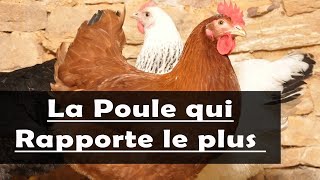 Volaille La poule Harco et Rousse les deux meilleures Races de poules pondeuses [upl. by Mateusz783]