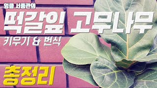 떡갈 고무나무 키우기 🍒 떡갈 고무나무 번식 🌴 Ficus lyrata care Fiddleleaf fig [upl. by Nostaw]