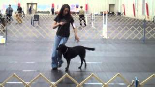 Rally Obedience Novice A [upl. by Duyne]