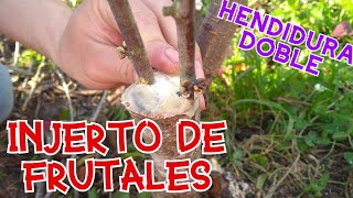 INJERTO DE FRUTALES HENDIDURA DOBLE DURAZNOCIRUELA [upl. by Benioff27]