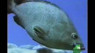 Jim Hensons Animal Show With Stinky And Jake Season 3 Episode 16 Fish [upl. by Ahtebbat]