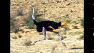 Daydreamin The Ostrich Song By Austin Roberts [upl. by Ro987]