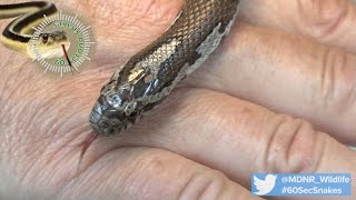 60Second Snakes The Eastern Milk Snake [upl. by Kilah438]