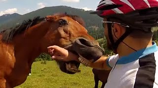 Top 5 Crazy Horses  JukinVideo Top Five [upl. by Mehalek931]