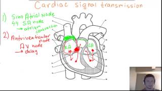 Cardiac heart Signal Transmission  SA node AV node Bundles of His and Purkinje fibers [upl. by Sirtimid]