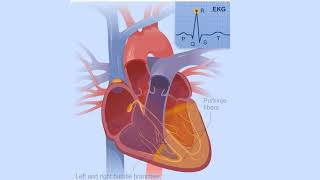 Electrical Conduction System of the Heart [upl. by Charmine]