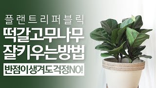 SUB 떡갈고무나무 키우기 물주기 관리 꿀팁 🌳 Fiddle Leaf Fig｜생명력 강하고 키우기쉬운 떡갈고무나무 실내공기정화식물  집들이선물 인테리어화분으로 추천❗❗ [upl. by Samford563]