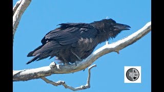 Différence du cri de la Corneille et du CorbeauCall of American Crow and Common Raven [upl. by Ahsenek]