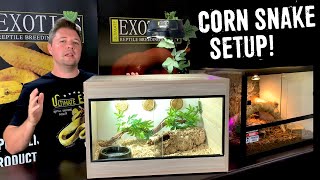 CORN SNAKE SETUP FOR BEGINNERS [upl. by Dedie972]