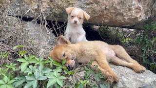 The cry for help of two dogs abandoned by their cruel owner on the side of the road and I saved them [upl. by Itoyj]