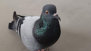 Pigeon Sound Effect Ultra High Quality [upl. by Bordy]