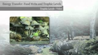 Trophic Levels [upl. by Dagny]