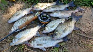 White Bass Fly Fishing Madness [upl. by Bikales]