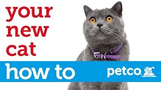 How to Care for Your New Cat Petco [upl. by Laoj682]