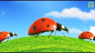 Top 5 Good and Bad Garden Bugs How to Release Ladybugs [upl. by Eenram379]