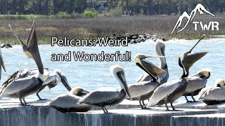 The Brown Pelican Everything You Need To Know 4K [upl. by Ihtak442]