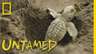 Surviving Sea Turtles  Untamed [upl. by Noxid]