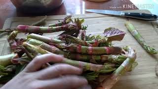 Cooking Japanese Knotweed and Forageing [upl. by Atiuqiram]