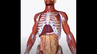 Valsalva Maneuver what is it how it works how to use it for training [upl. by Avigdor]