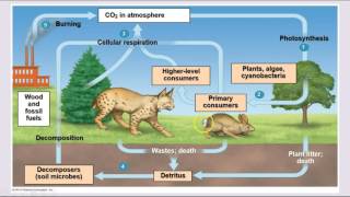 Ecology  Trophic Levels amp Nutrient Cycles [upl. by Nitsua]