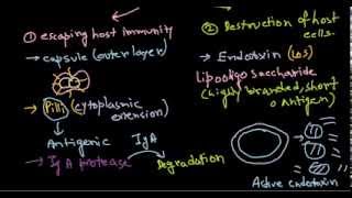 Neisseria meningitidis pathogenesis [upl. by Raul]