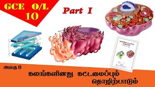 கலம்  Cell structure amp function  Grade 10 Science  GCE OL Tamil Medium [upl. by Eninaej]