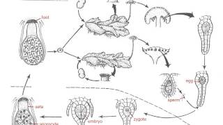 Marchantia Life Cycle [upl. by Norak]