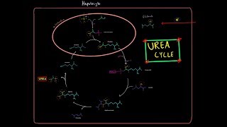 The Urea Cycle EVERYTHING YOU NEED TO KNOW BIOCHEMISTRY MCAT [upl. by Australia806]