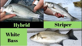 How to ID white bass hybrids amp stripers [upl. by Dnomyar]