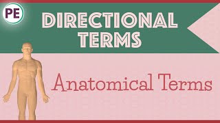 Anatomical Terms Directional Terms Anatomy [upl. by Yvor]