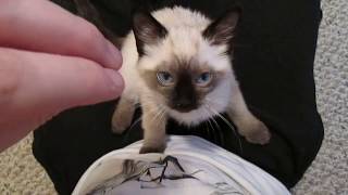 Siamese Kitten LOUDEST Purring [upl. by Ahsiekan980]