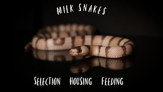 Milk Snake Care and Maintenance [upl. by Leasa160]