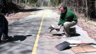 How to help a Snapping Turtle Cross the Road [upl. by Erie]