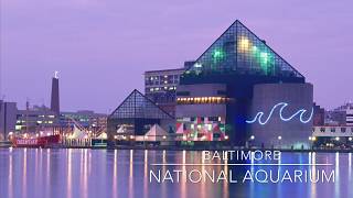 Baltimore National Aquarium Mini Tour [upl. by Ojibbob]