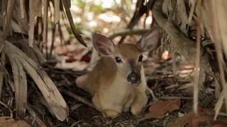 National Key Deer Refuge  Art Loft [upl. by Maletta]