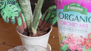 How to Repot Bromeliads — Ep 063 [upl. by Nida516]