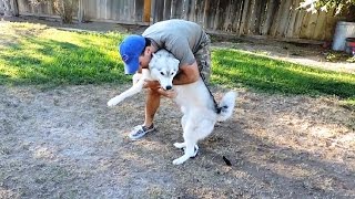 Dogs Welcoming Owners Home [upl. by Haila]