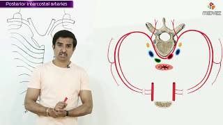 POSTERIOR INTERCOSTAL ARTERY  Gross Anatomy animations [upl. by Aihsatsan860]