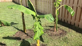 How to Fertilize Banana Trees [upl. by Wehrle]