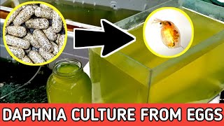 HOW TO HATCH DAPHNIA EGGS  HOW TO CULTURE DAPHNIA [upl. by Arinaj975]