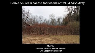 HerbicideFree Japanese Knotweed Control  A Case Study [upl. by Tillio734]