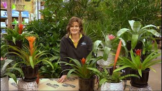 How to Care for a Bromeliad Plant ENGLISH GARDENS [upl. by Alyahs7]