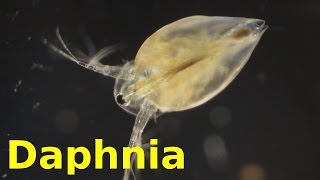 Daphnia [upl. by Sudbury]