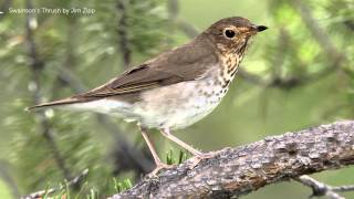 Swainsons Thrush Song [upl. by Labannah689]