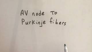 AV node to Purkinje fibers [upl. by Yenoh]