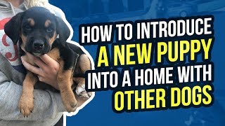 HOW TO INTRODUCE A NEW PUPPY INTO A HOME WITH OTHER DOGS [upl. by Kronfeld882]