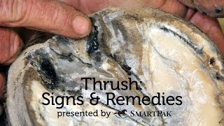 Thrush Signs and Remedies [upl. by Lehmann]